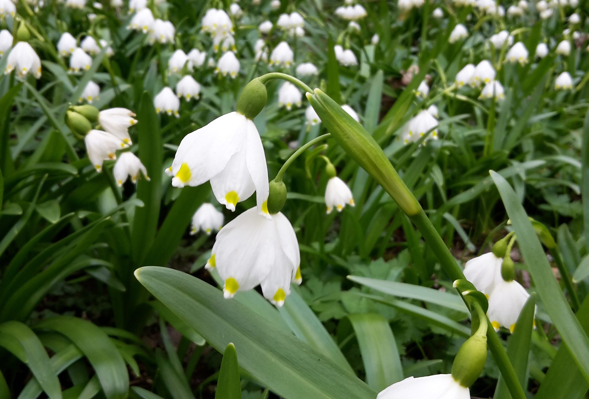 Frühlingsknotenblume