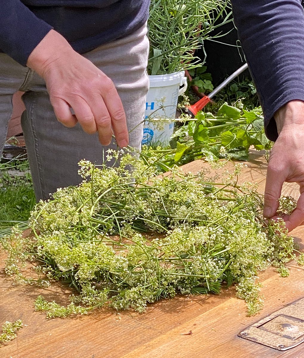 Kranz aus blühendem Wiesenlabkraut