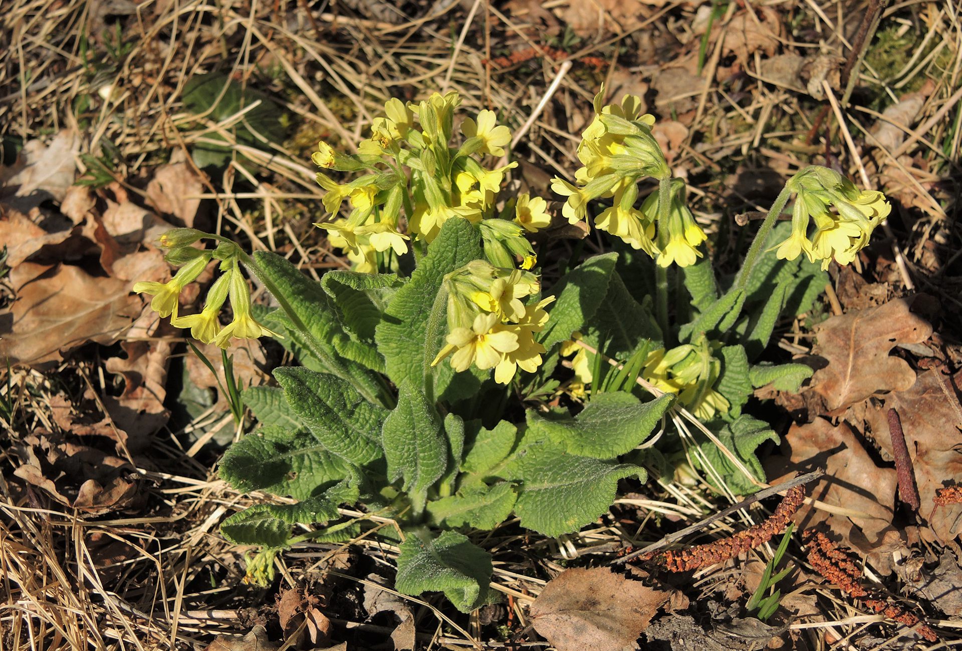 Hohe Schlüsselblume