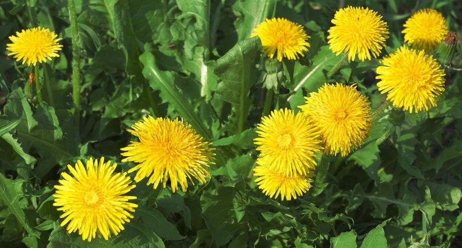 Löwenzahn mit gelben Blüten - Nahaufnahme